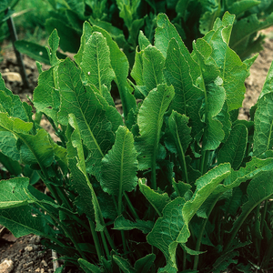 Mierikswortel (Armoracia rusticana) - P9 pot