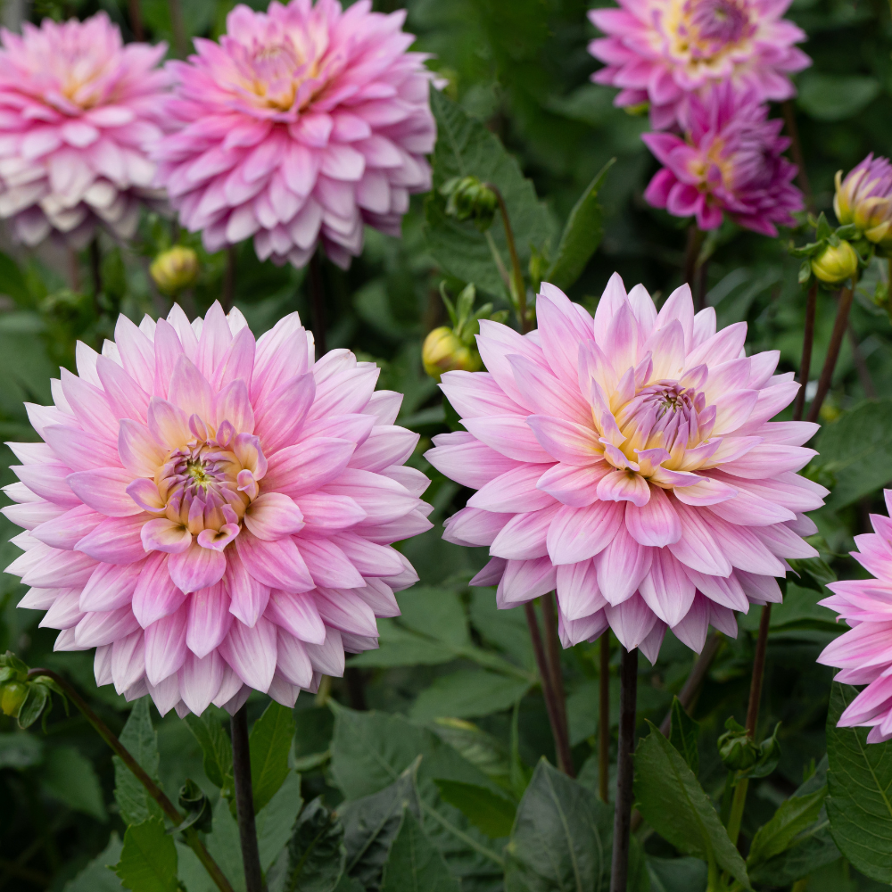 Dahlia 'Miss Delilah'