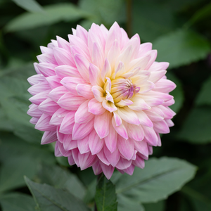 Dahlia 'Miss Delilah'