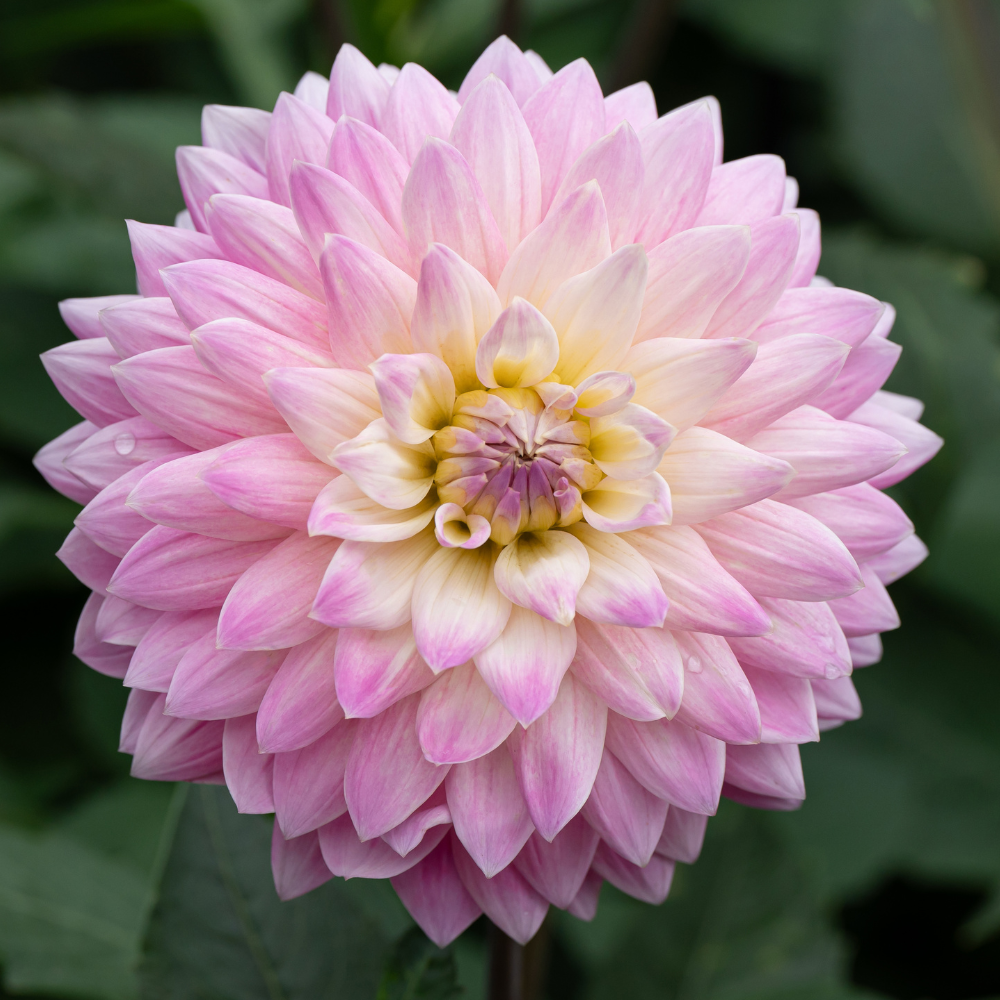 Dahlia 'Miss Delilah'