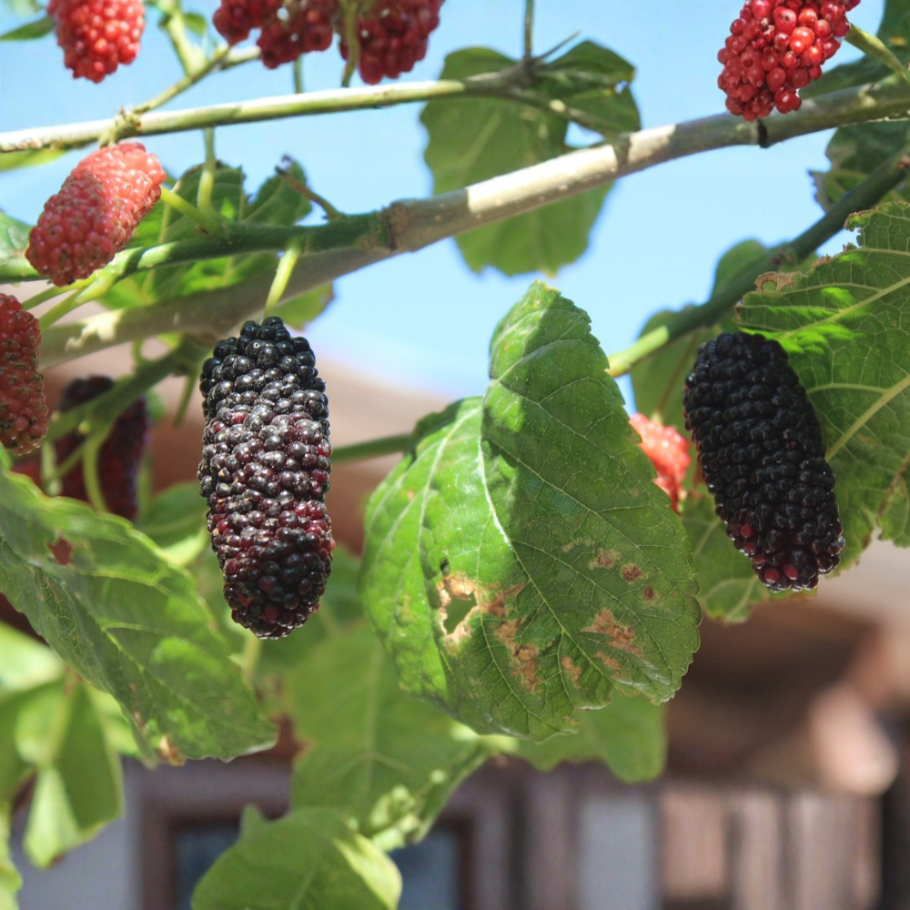 Mûrier 'Mojo Berry'