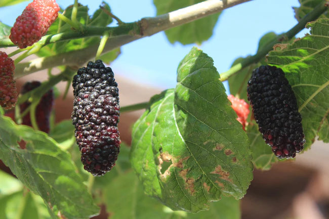 Moerbei Morus rubra 'Illinois Everbearing'