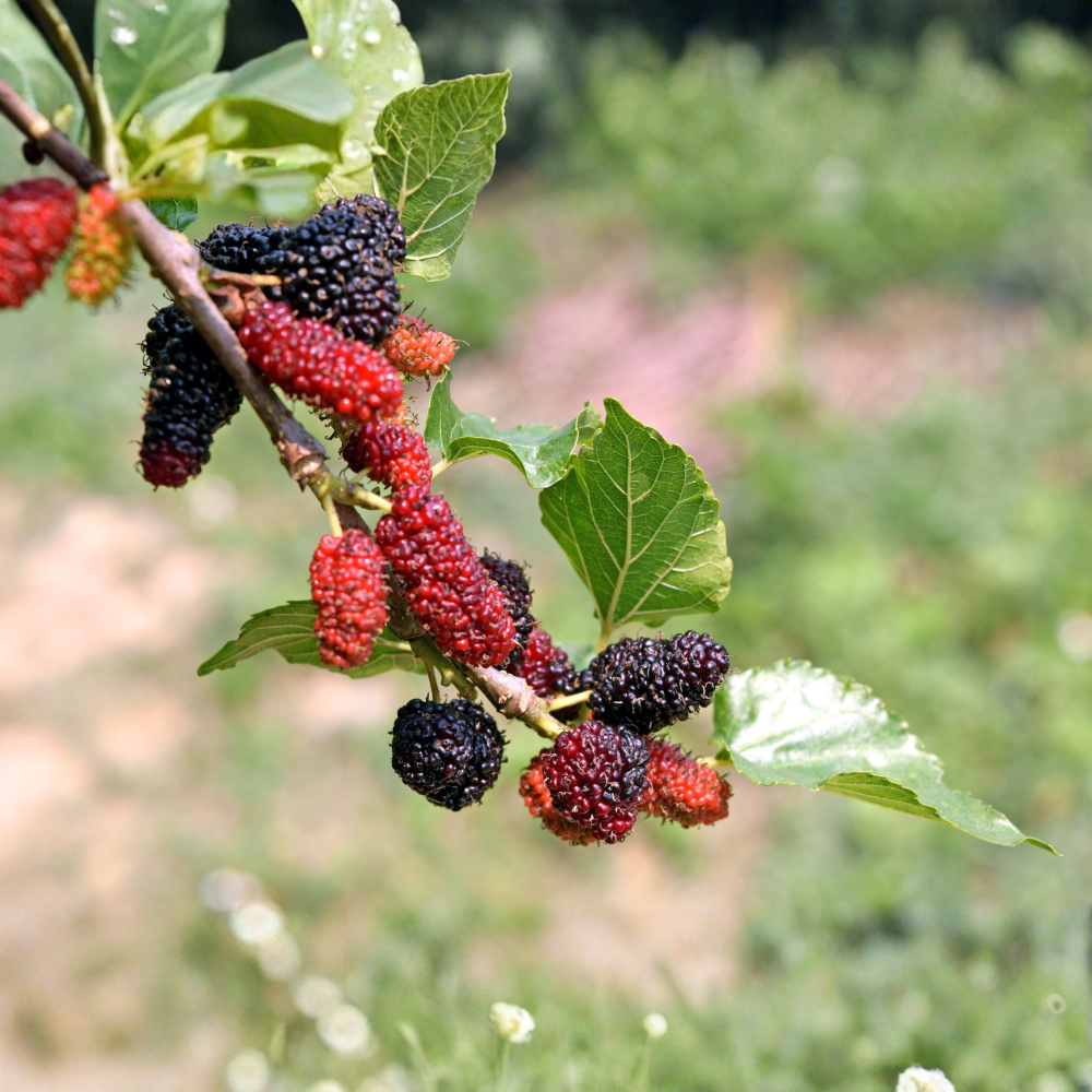 Mûrier 'Mojo Berry'