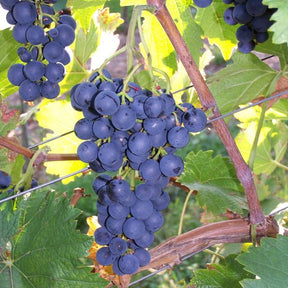 Wijnstok Monarch