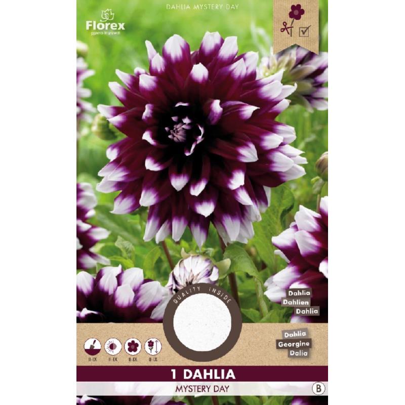 Dahlia décoratif Mystery Day violet/blanc 1er.