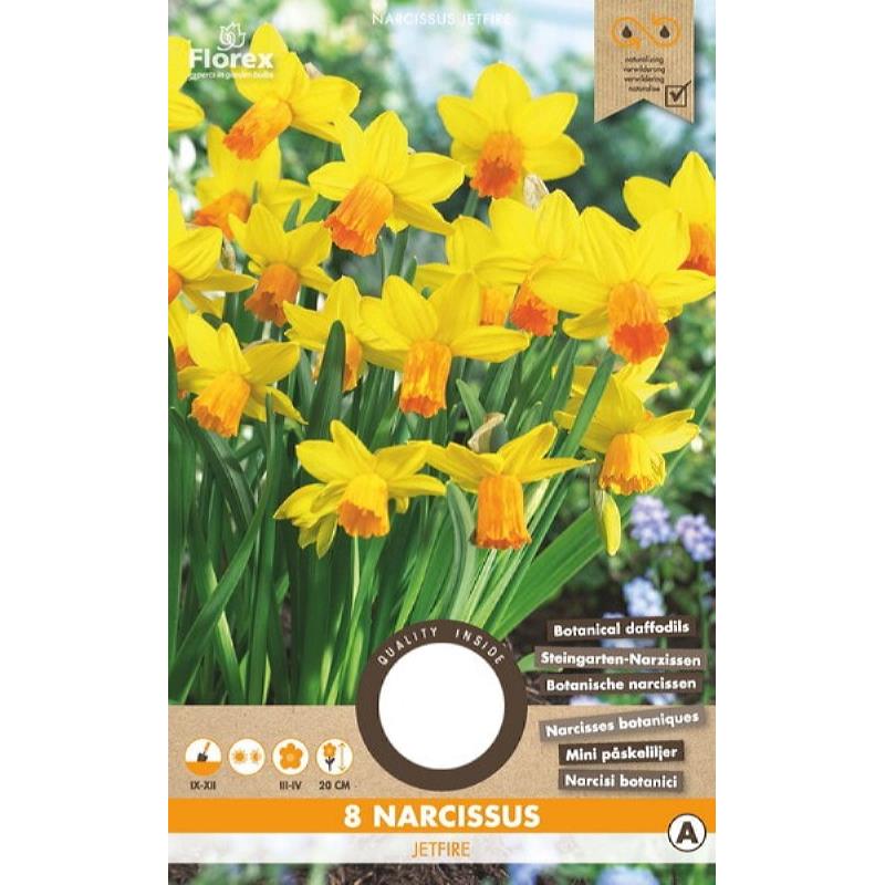 Narcis Botanisch Jetfire - 8 stuks