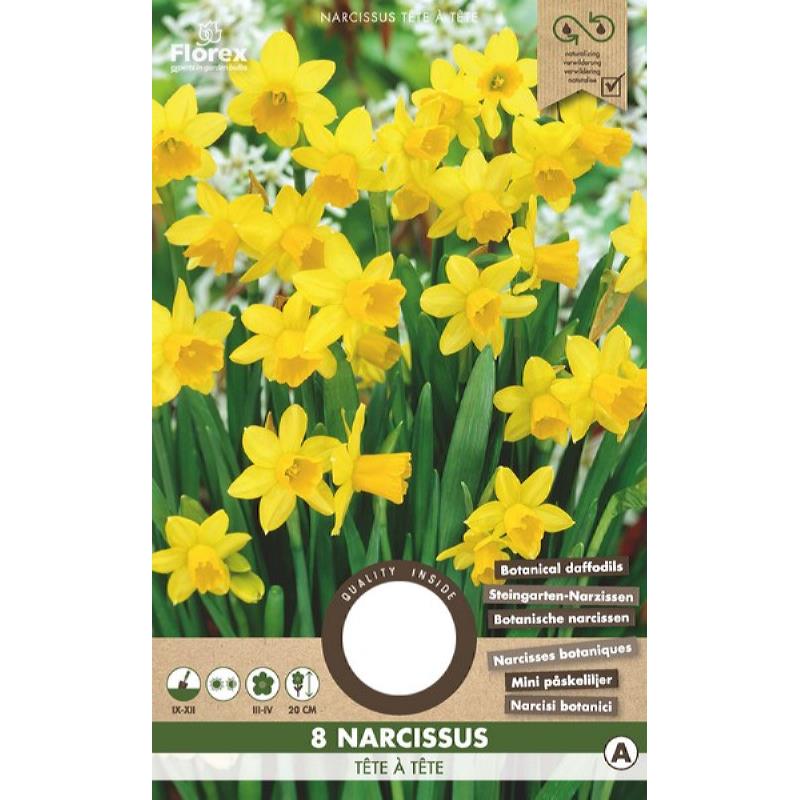 Narcis Botanisch Tete a Tete - 8 stuks