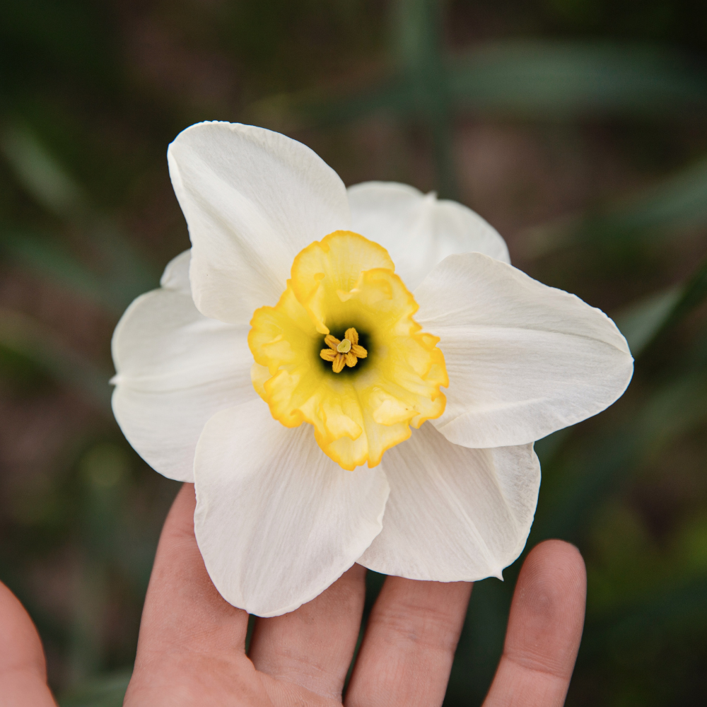 Narcis 'Papillon Blanc' BIO