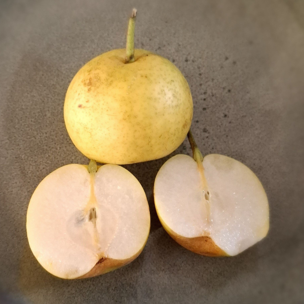 Nashi pear 'Nijisseiki' - Bare root