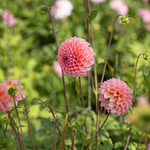 Dahlia 'Nathalie G'
