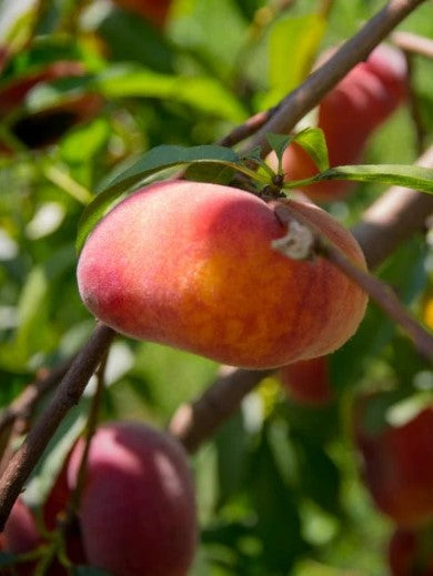 Nectarine Plate Tige Basse - Prunus n. 'Flateryna' - 150 cm de haut - pot de 7,5 litres