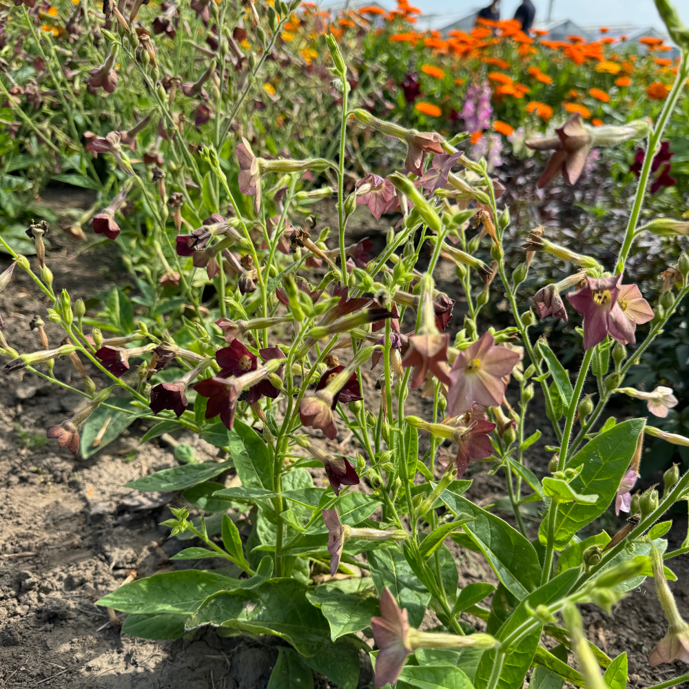 Nicotiana langedorfii (ornamental tobacco) - 'Bronze Queen'