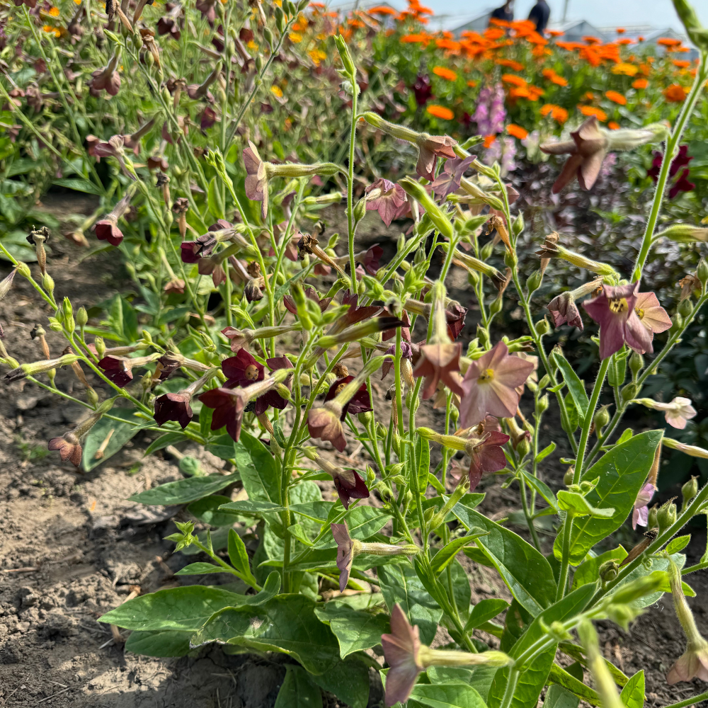 Nicotiana langsdorfii (siertabak) - Bronze Queen