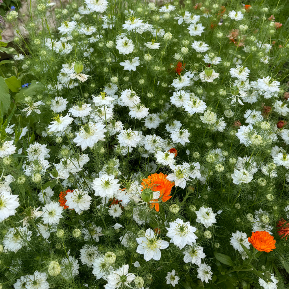Nigella damascena (lady in green) - 'Albion Black Pod'