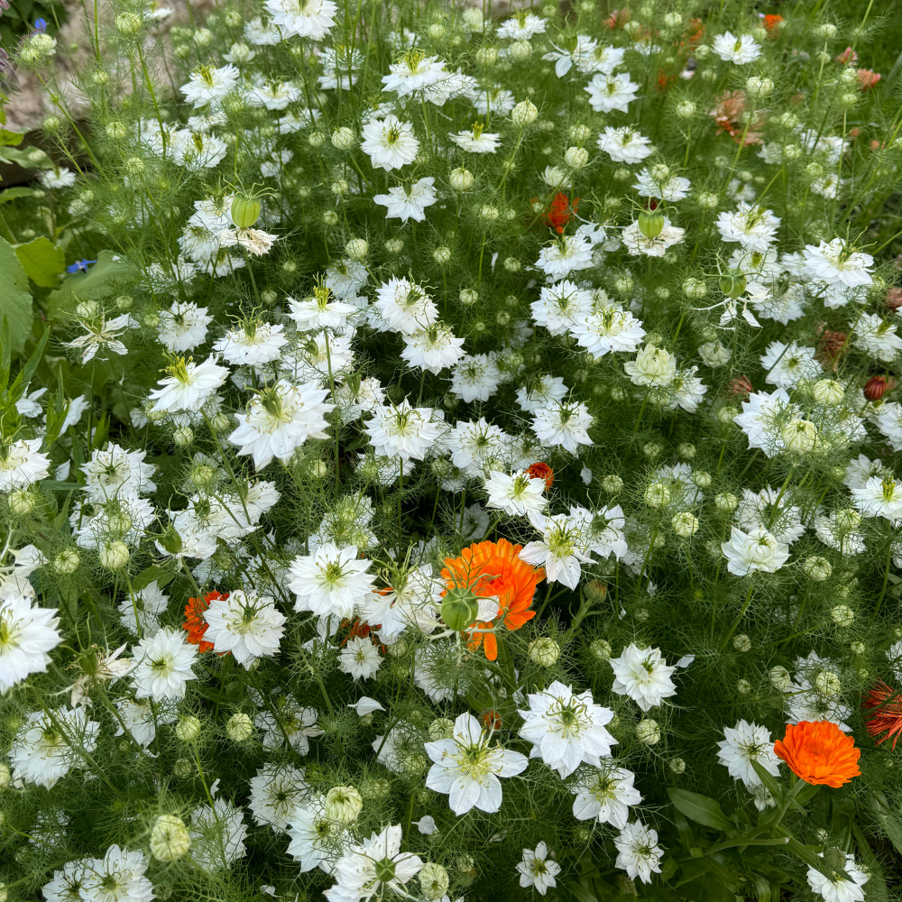 Nigella damascena (Grünjungfrau) – Albion Black Pod