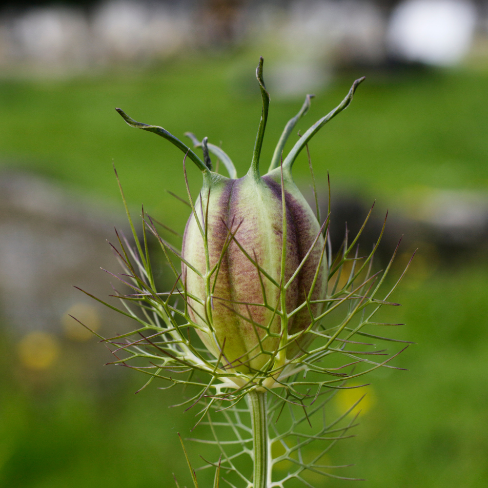Nigella damascena (lady in green) - 'Albion Black Pod'
