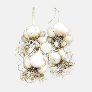 Wild leek (Allium ampeloprasum 'Holmense') - 5 bulbs