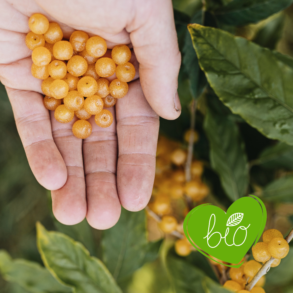 Olive Willow 'Amber' BIO