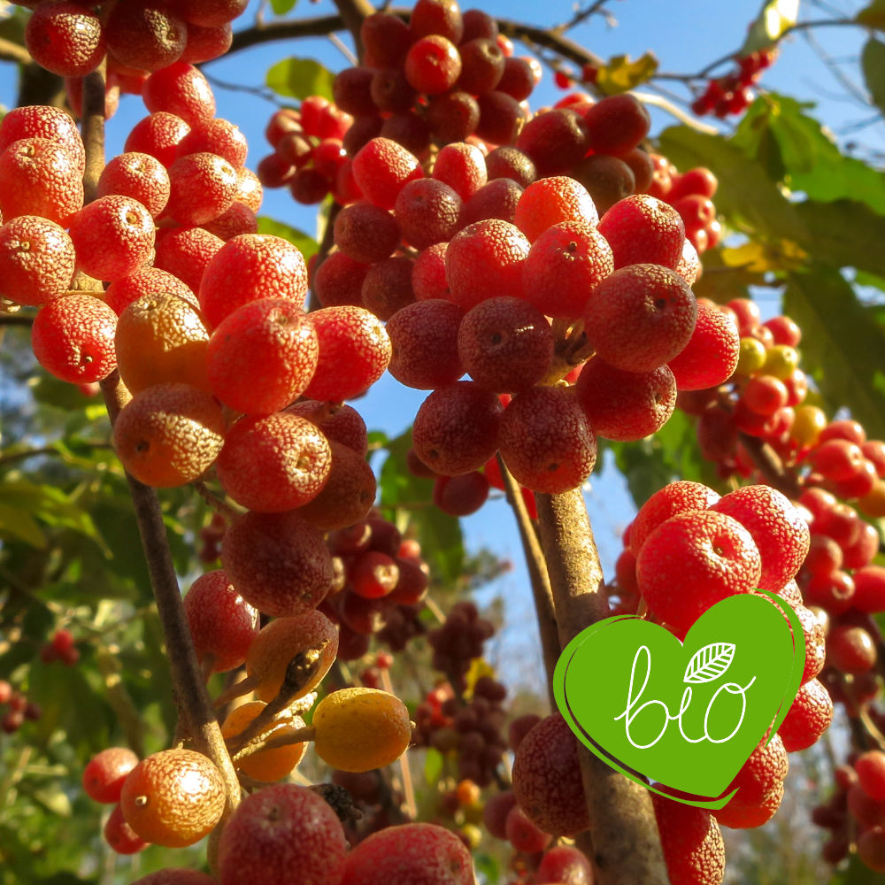 Olive Willow 'Sweet 'n Tart' Organic