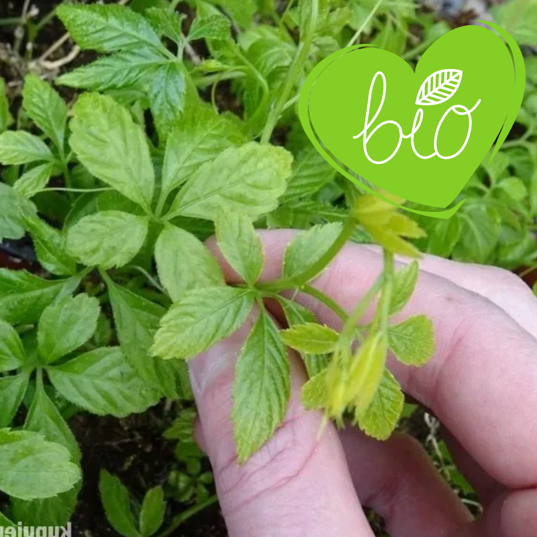 BIO Onsterfelijkheidskruid in pot 13 cm Gynostemma pent. 'Jiaogulan'