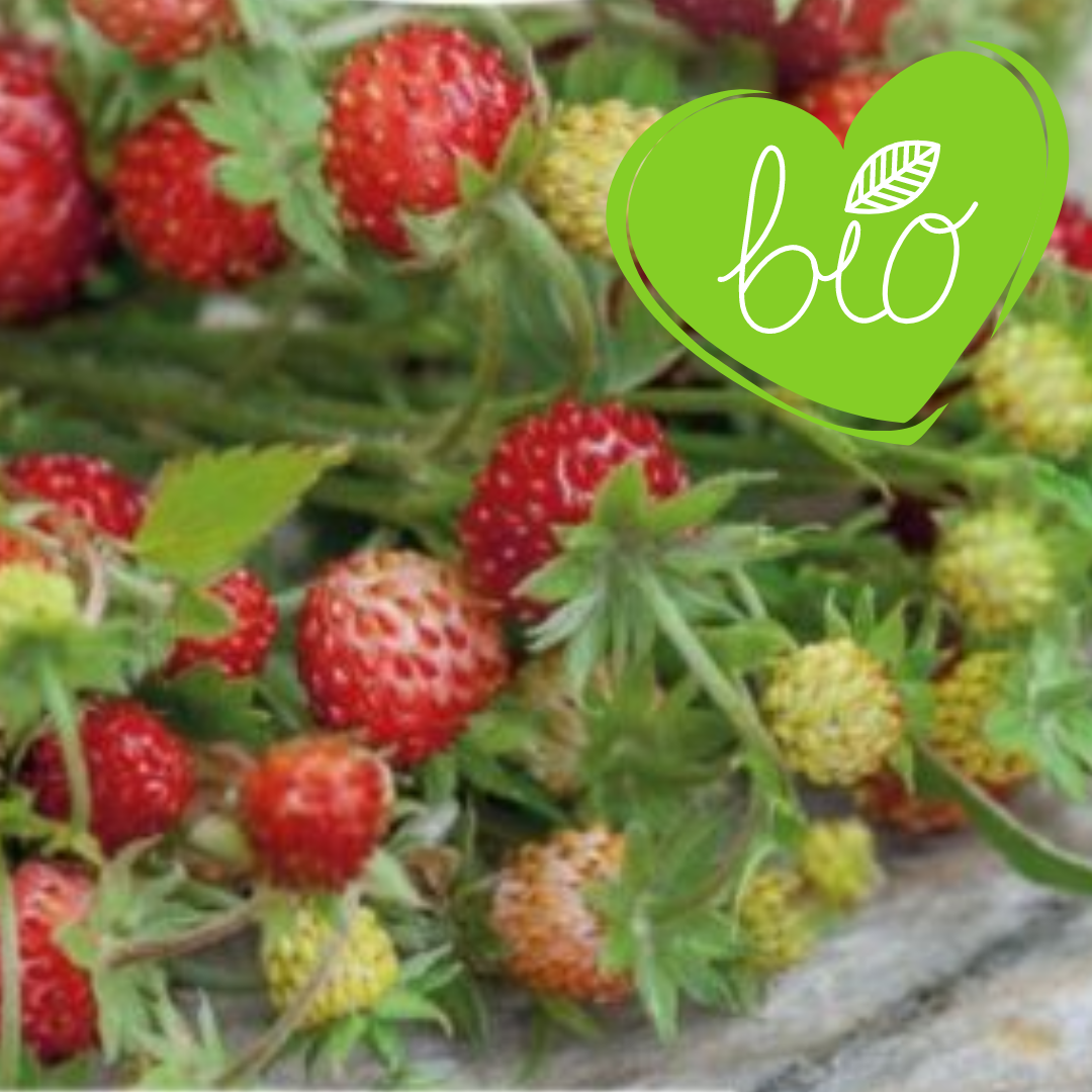 BIO Walderdbeere im 13 cm Topf Fragaria vesca vesca 