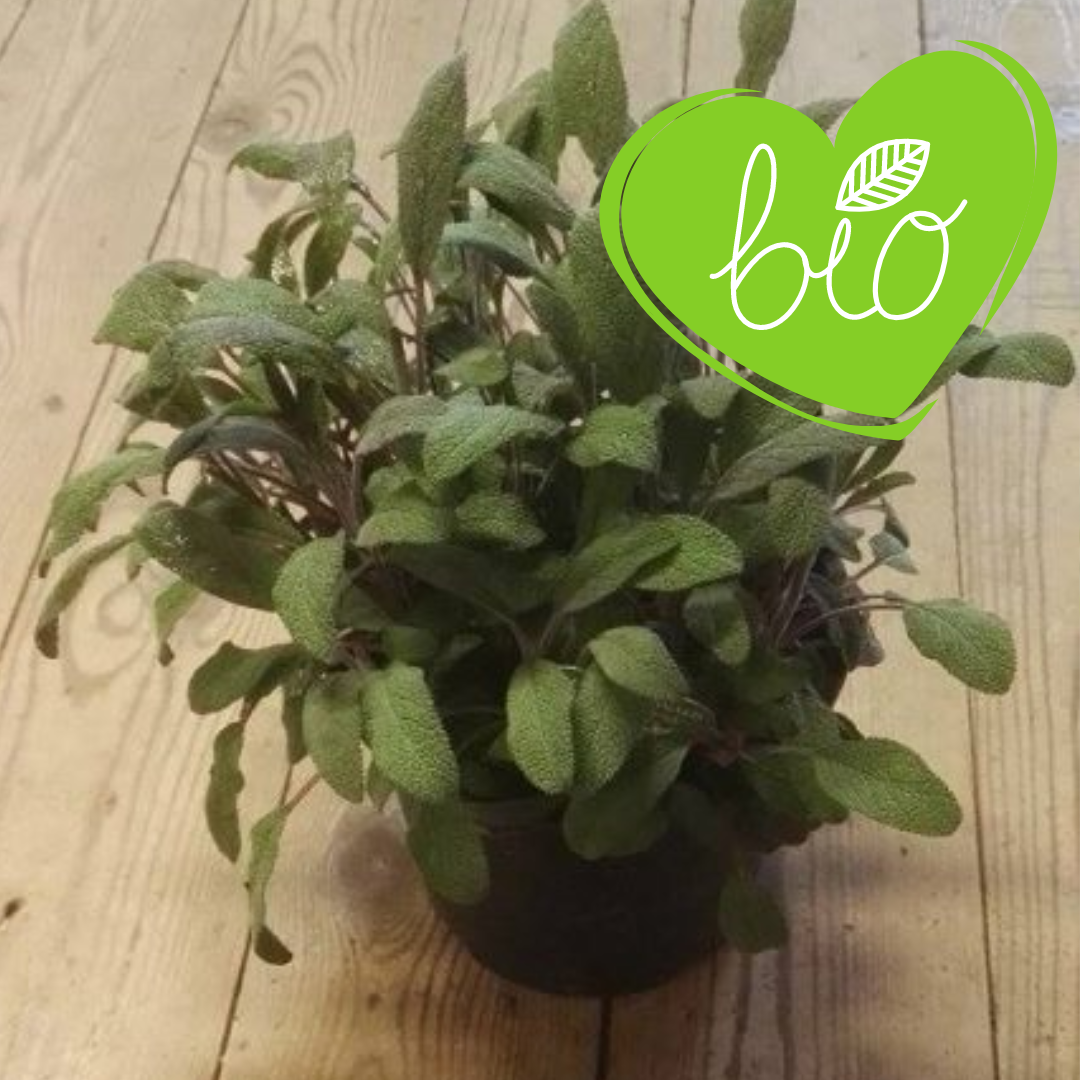 BIO Rode Salie Kruidenpot 13 cm Salvia Officinalis Purpurescens