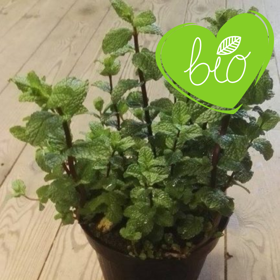 BIO Pepermunt Kruidenpot 13 cm Mentha piperita 'Cinderella'