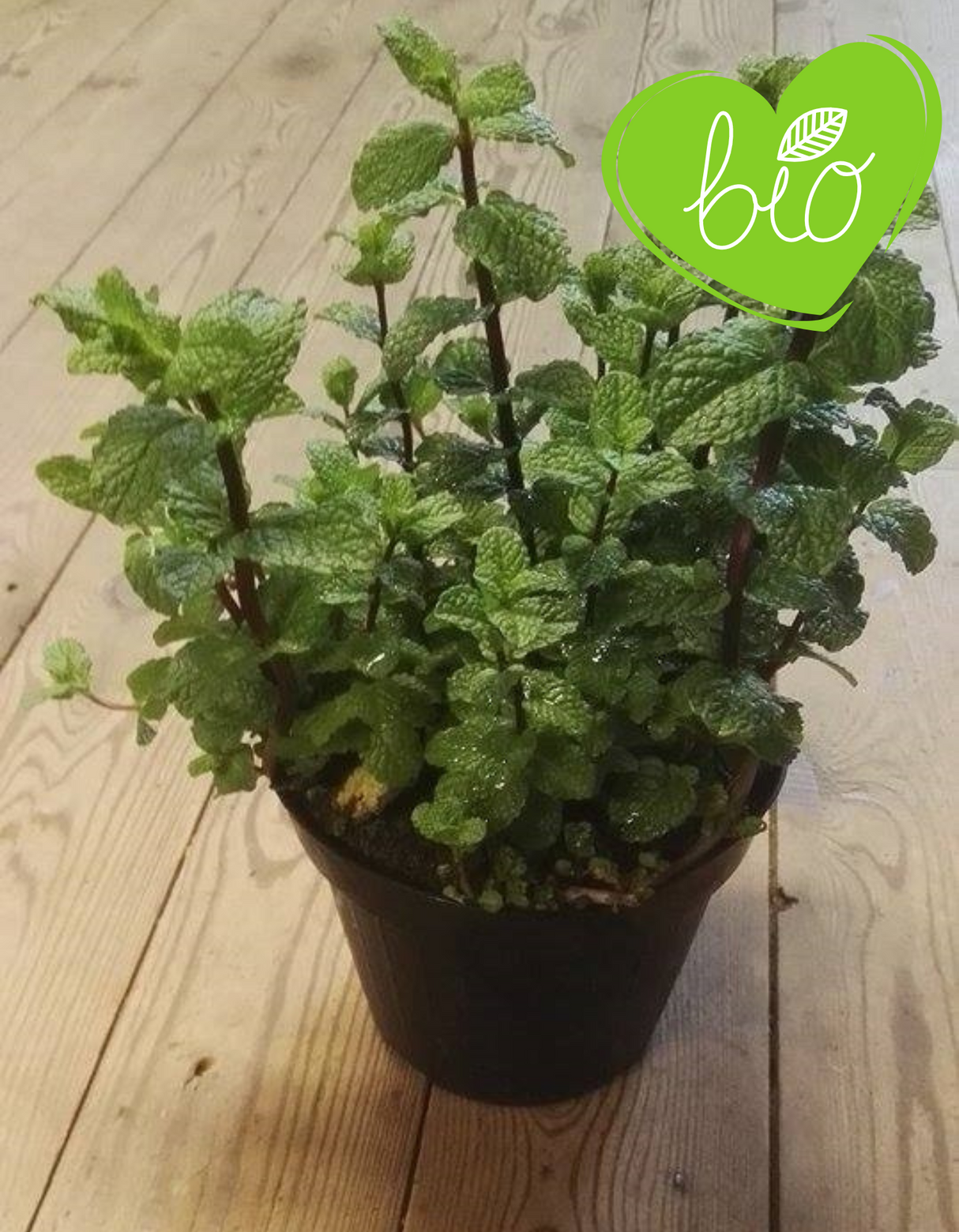 Menthe cassis BIO en pot de 13 cm