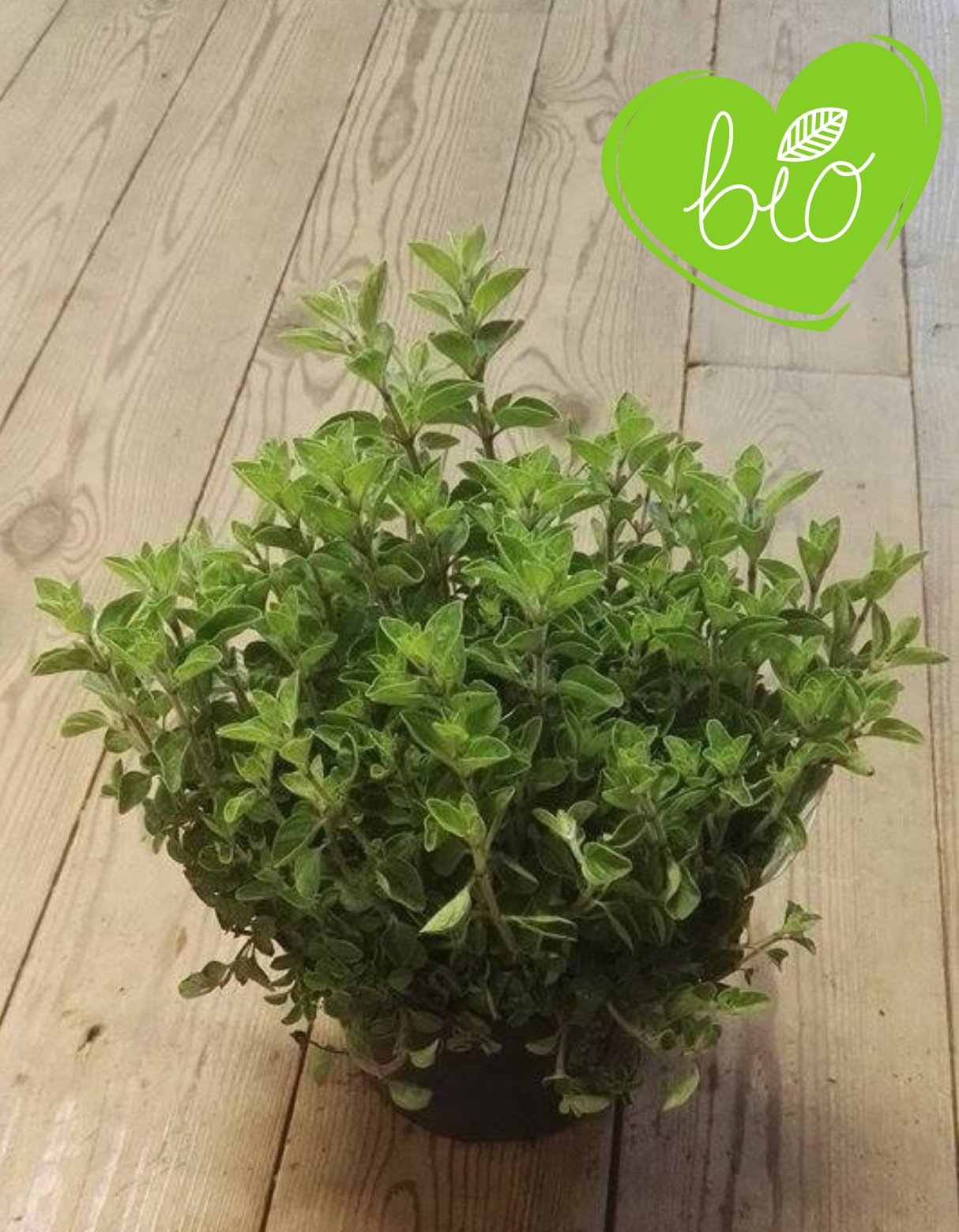 BIO Oregano im Topf 13 cm Origanum vulgare