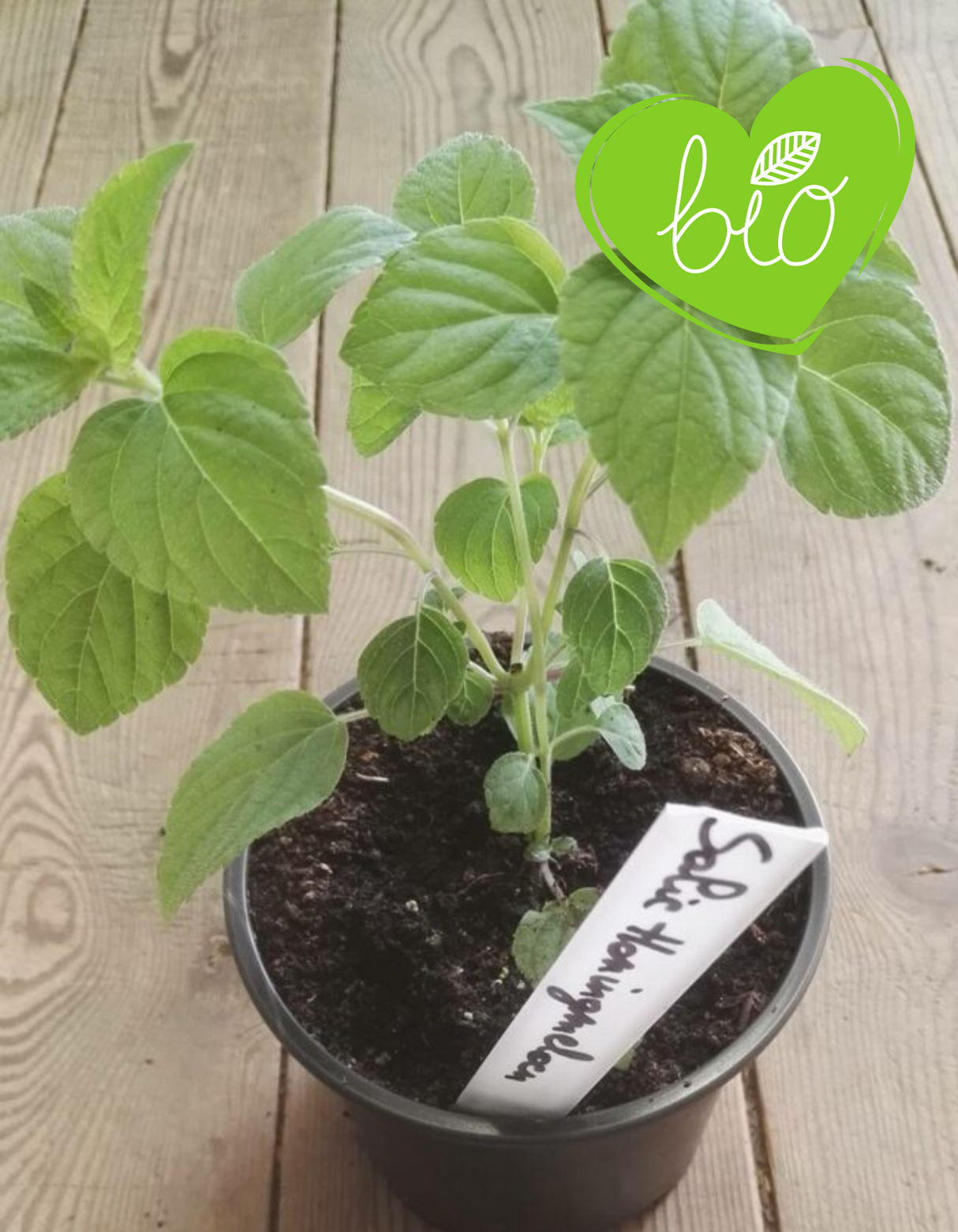 Melon Miellat Sauge Bio en pot de 13 cm