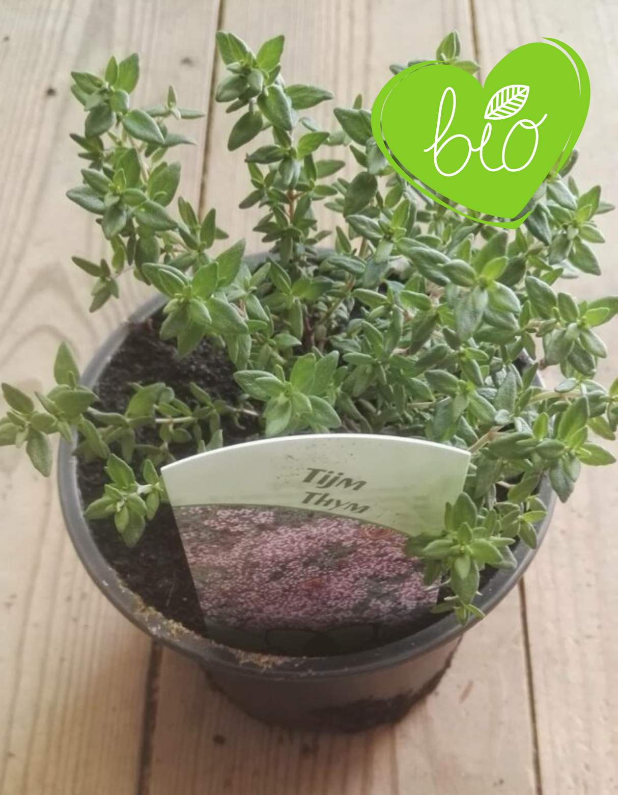 Thym Bio en pot de 13 cm Thymus vulgaris 'Compactus'