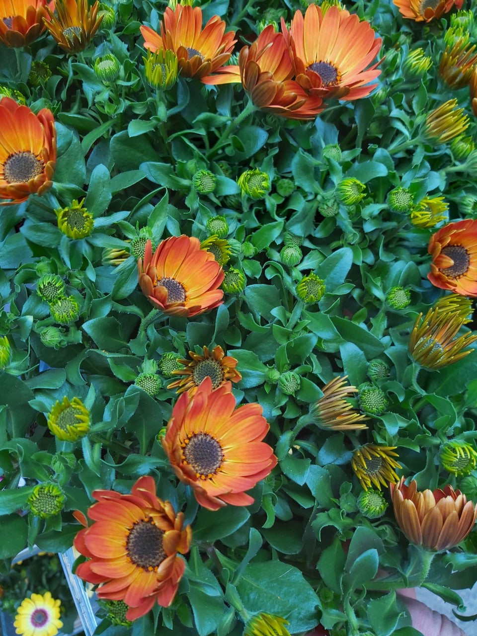 Osteospermum Spanish Daisy Orange im Topf 10,5 cm 1 Pflanze