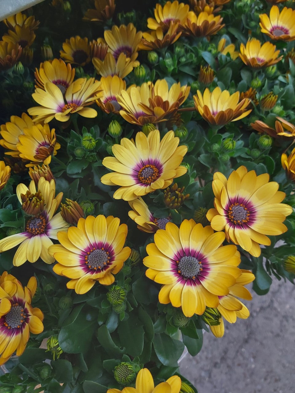 Osteospermum Spanish Daisy Yellow im Topf 10,5 cm 1 Pflanze