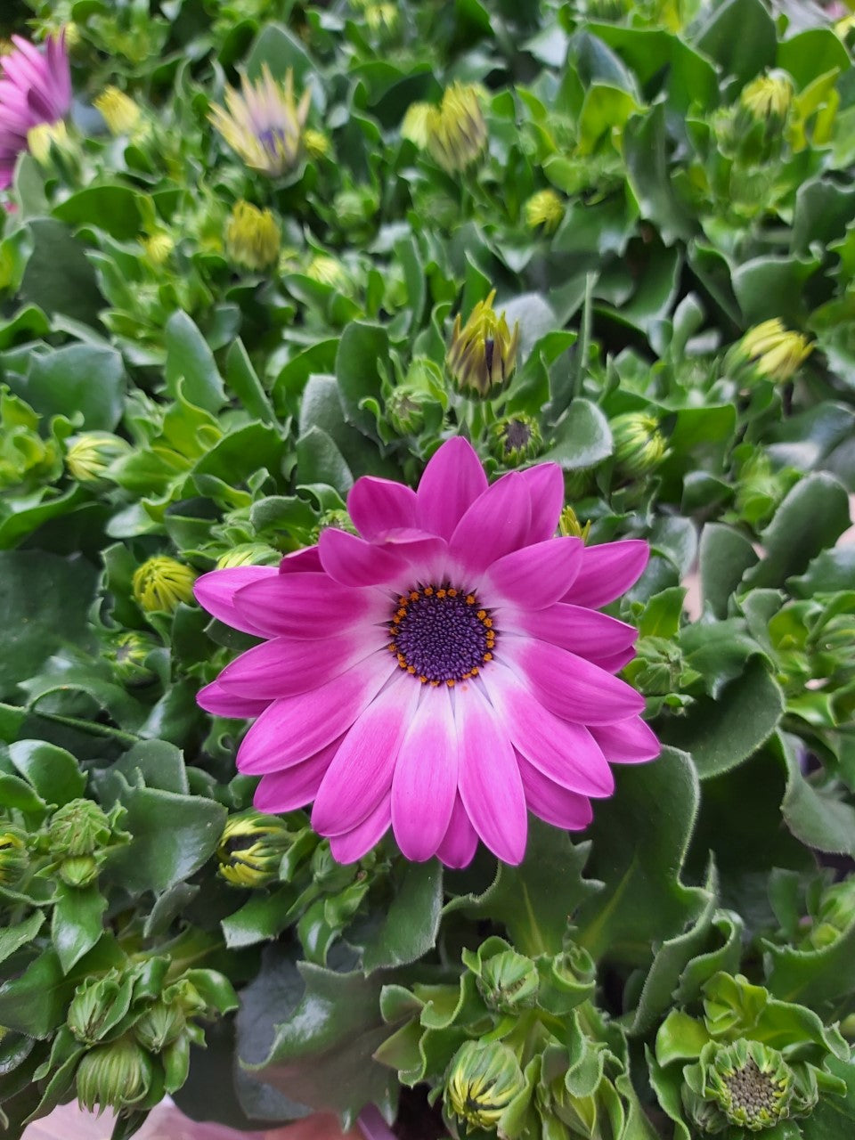 Osteospermum Spanish Daisy Purple im Topf 10,5 cm 1 Pflanze