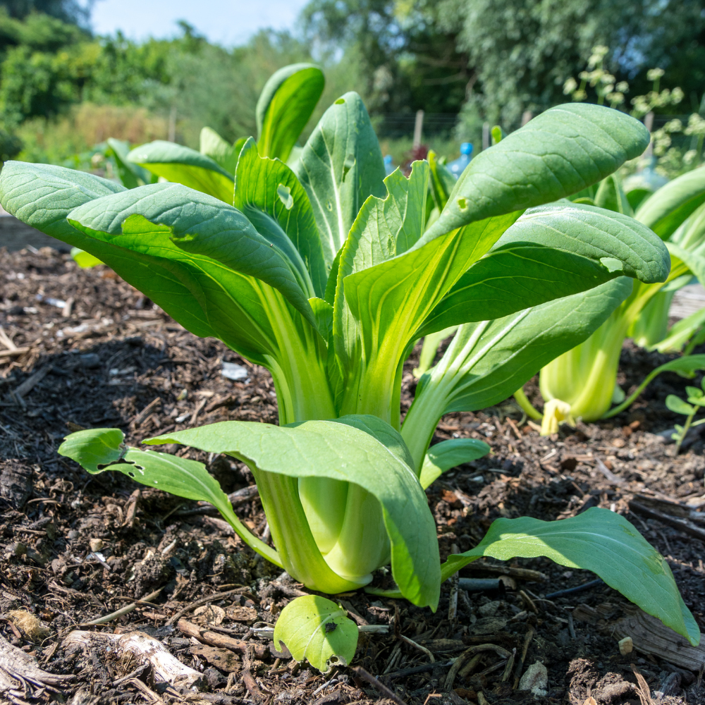 Paksoi plantjes 5 stuks BIO