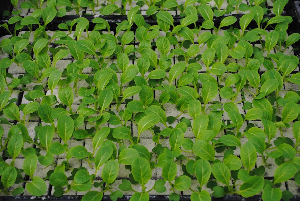 Pak Soi plantjes BIO 5 stuks