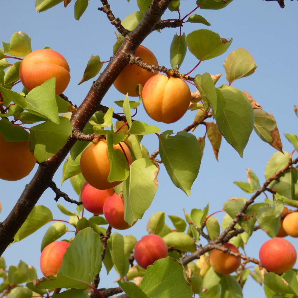 Low-stemmed medlar 'Westerveld' BIO
