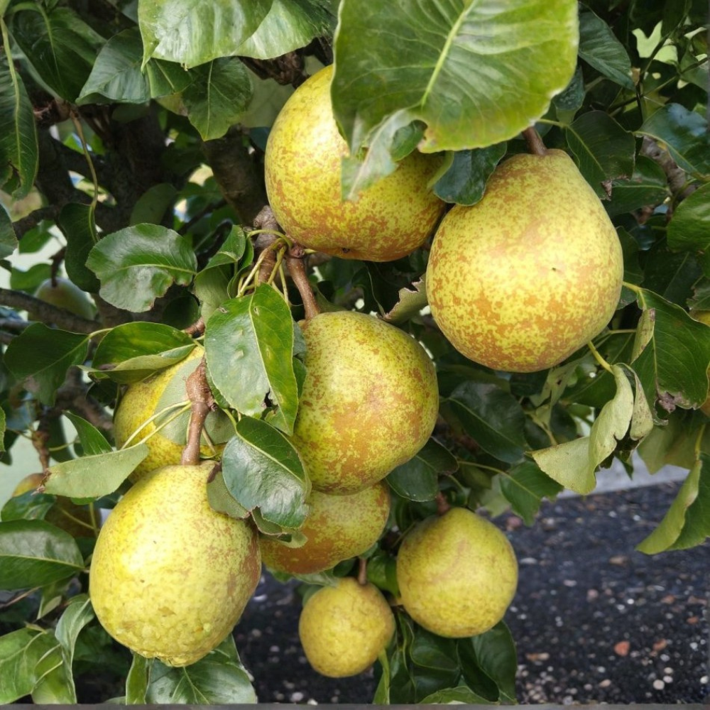 Patio perenboom 'Louisa'