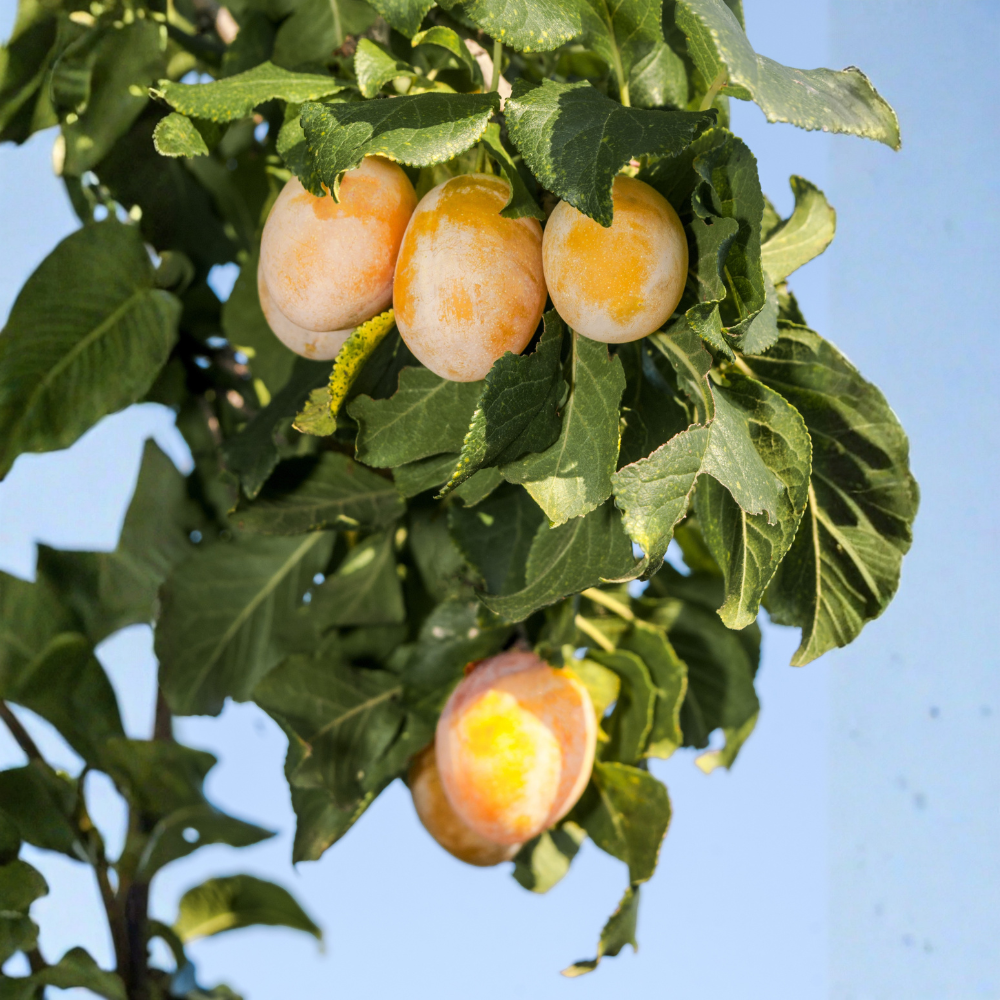 Patio pruimenboom 'Mirabelle'