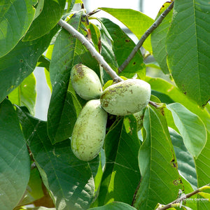 Pawpaw plante un semis d'un an sur des racines nues