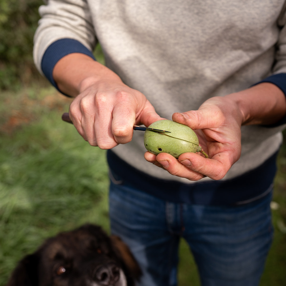 Pawpaw pflanzt einen einjährigen Setzling auf nackte Wurzeln