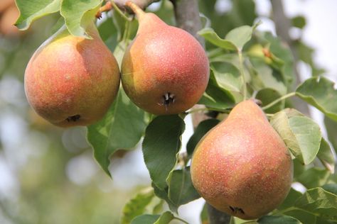 Espalier de Poirier à tige basse - Gieser Wildeman