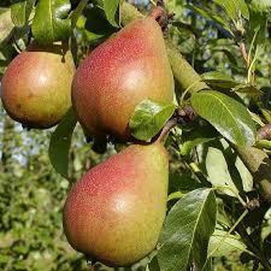 Perenboom Bonne Louise d’ Avranches