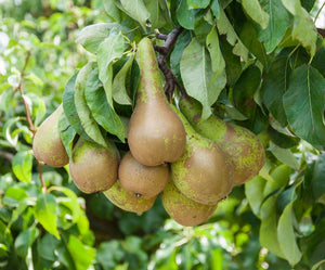 Espalier de poirier à tige basse - Conférence