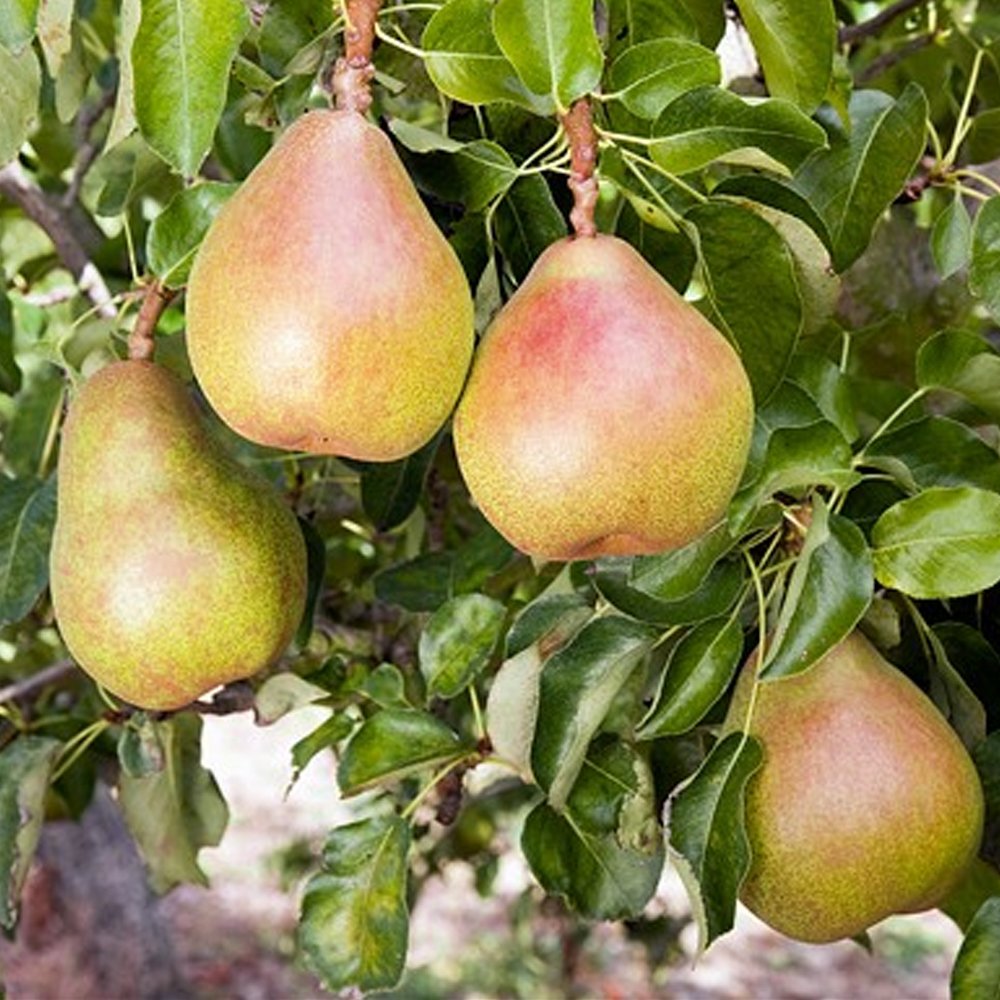 Poirier BIO tige basse 'Doyenné du Comice' - 80cm de haut en pot de 5 litres