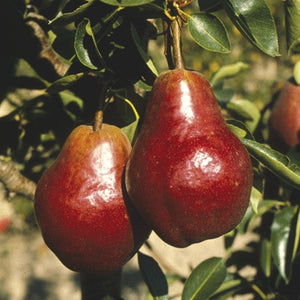 Espalier de Poirier à Tige Basse - Red Williams