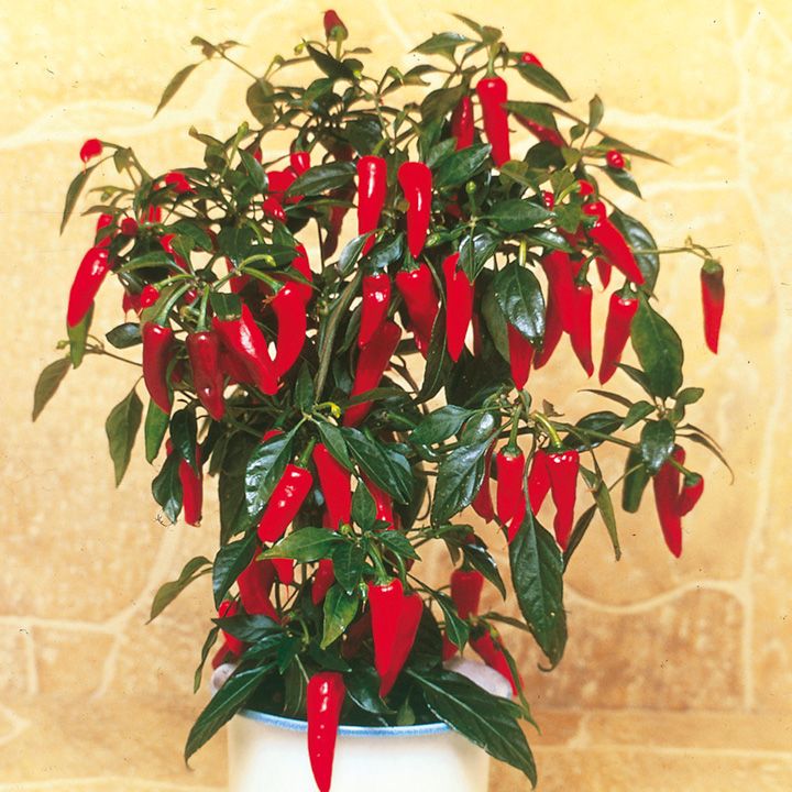 Peper pikant apache F1 in pot 1 plant 80000 Scoville