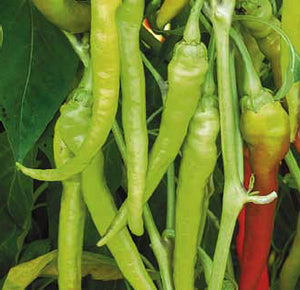 Peper mild Lombardo in pot 1 plant 500-1000 Scoville