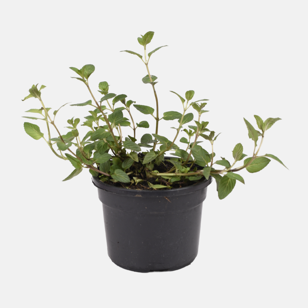 Menthe poivrée (mentha piperita) - 'Cendrillon' BIO
