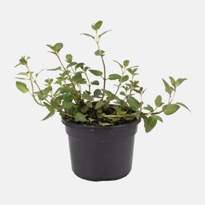 Menthe poivrée (mentha piperita) - 'Cendrillon' BIO